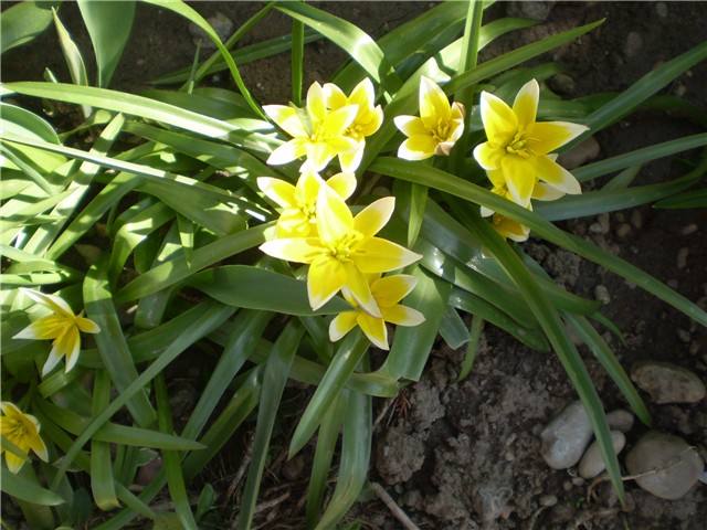 tulipan